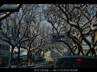冰雪中的美丽——摄于中国苏州白塔东路  