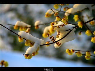 冬梅爱雪 