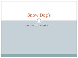 Snow Dog’s
BY SOPHIE MCGRATH

 