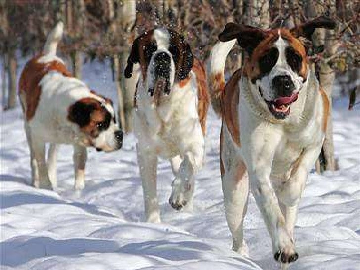 Snow Dogs Caes Do Gelo
