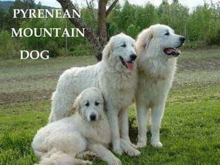 PYRENEANMOUNTAINDOG