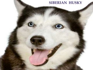 SIBERIAN  HUSKY