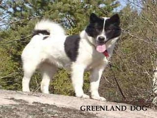 GREENLAND  DOG