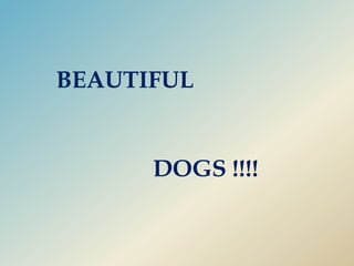 BEAUTIFULDOGS !!!!