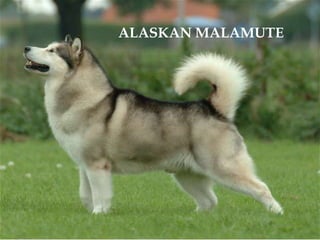 ALASKAN MALAMUTE
