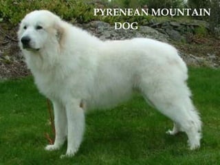 PYRENEAN MOUNTAINDOG