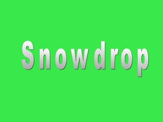 Snowdrop 