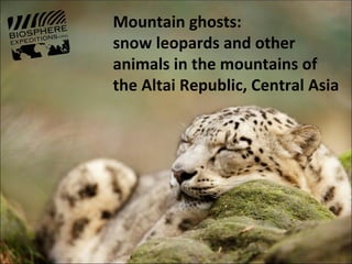 Mountain ghosts:
snow leopards and other
animals in the mountains of
the Altai Republic, Central Asia
 