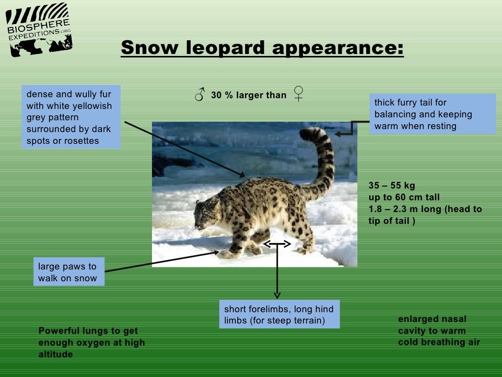 Snow leopard appearance:dense and wully