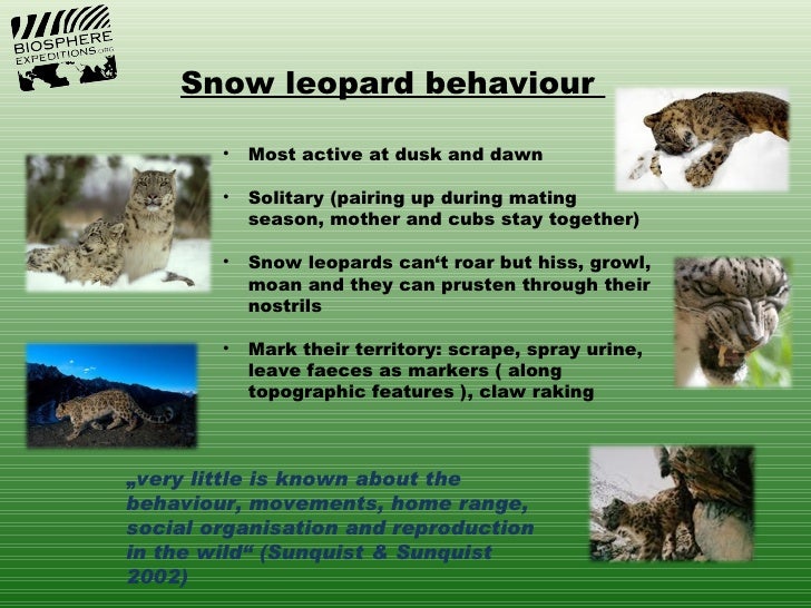 Snow leopard behaviour • Most