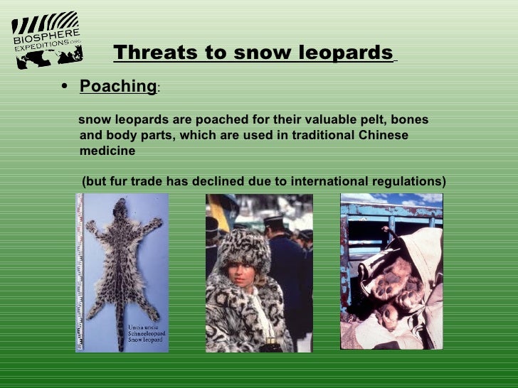 snow-leopard-background-13-728.jpg?cb=13