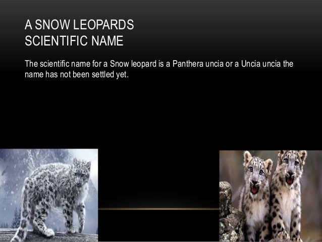 Snow leopard