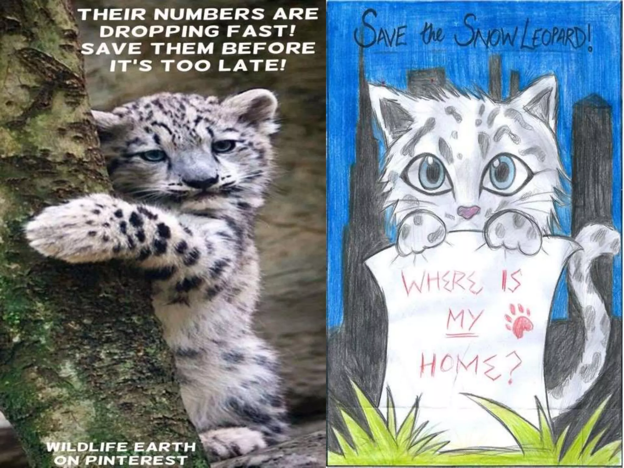 SNOW LEOPARD(PANTHERA UNCIA) | PPT