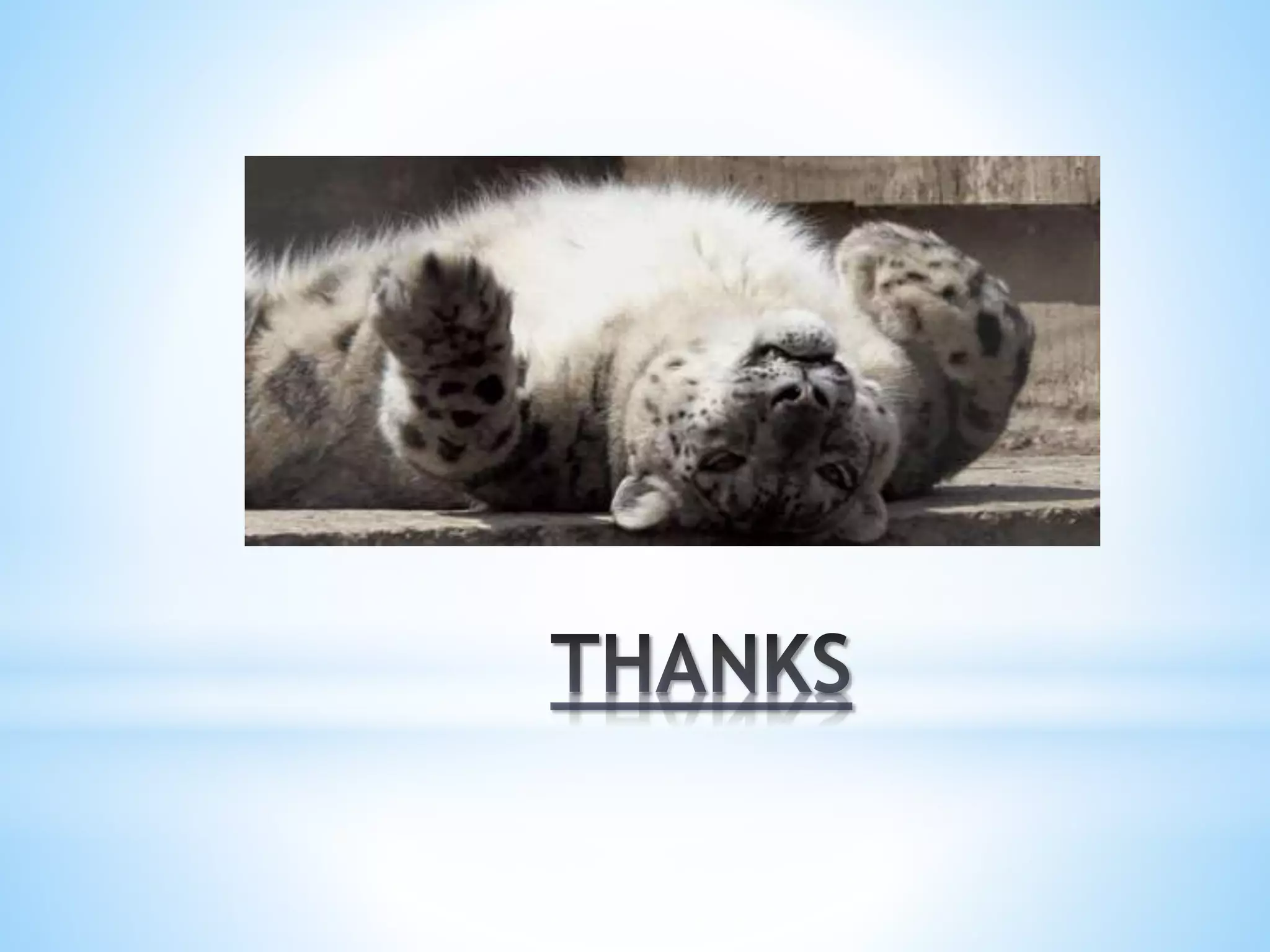 SNOW LEOPARD(PANTHERA UNCIA) | PPT