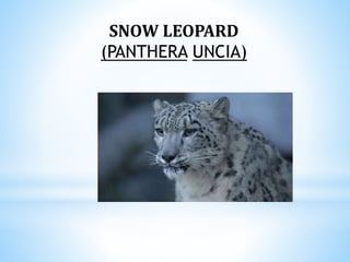 SNOW LEOPARD
(PANTHERA UNCIA)
 