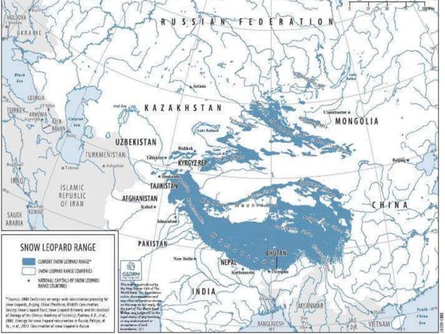 SNOW LEOPARD(PANTHERA UNCIA) | PPT