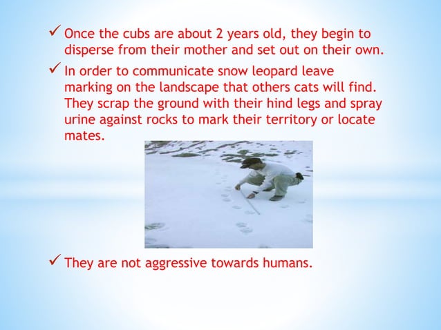 SNOW LEOPARD(PANTHERA UNCIA) | PPT