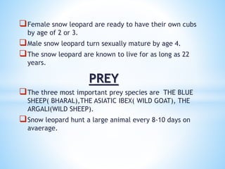 Female snow leopard are ready to have their own cubs
by age of 2 or 3.
Male snow leopard turn sexually mature by age 4.
The snow leopard are known to live for as long as 22
years.
PREY
The three most important prey species are THE BLUE
SHEEP( BHARAL),THE ASIATIC IBEX( WILD GOAT), THE
ARGALI(WILD SHEEP).
Snow leopard hunt a large animal every 8-10 days on
avaerage.
 