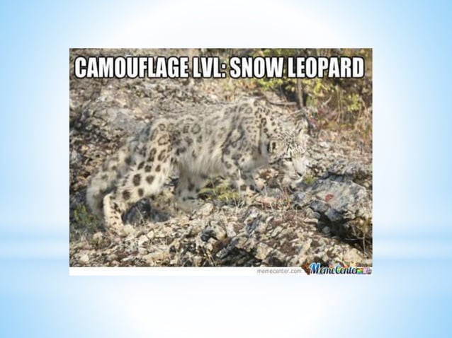 SNOW LEOPARD(PANTHERA UNCIA) | PPT