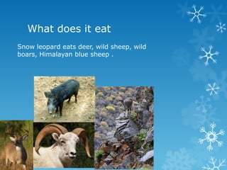 What does it eat
Snow leopard eats deer, wild sheep, wild
boars, Himalayan blue sheep .
 