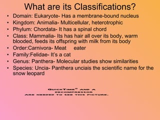 Snow leopard | PPT