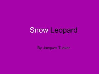 Snow  Leopard By Jacques Tucker 