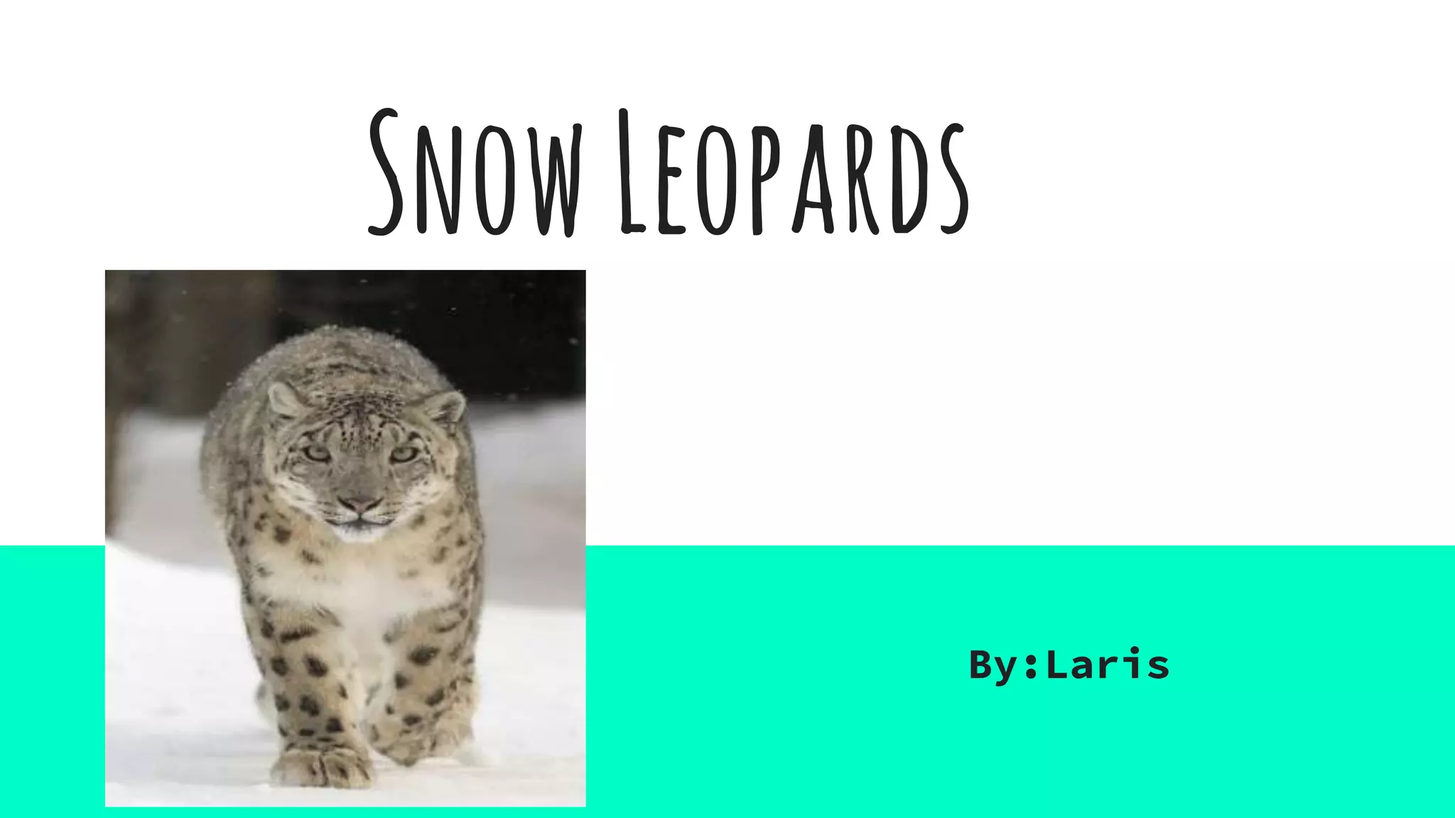 SnowLeopards
By:Laris