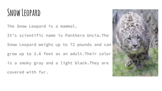 SnowLeopard
The Snow Leopard is a mammal.
It’s scientific name is Panthera Uncia.The
Snow Leopard weighs up to 72 pounds and can
grow up to 3.8 feet as an adult.Their color
is a smoky gray and a light black.They are
covered with fur.
