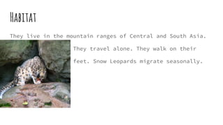 Habitat
They live in the mountain ranges of Central and South Asia.
They travel alone. They walk on their
feet. Snow Leopards migrate seasonally.