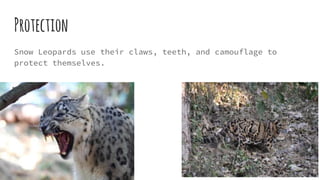 Protection
Snow Leopards use their claws, teeth, and camouflage to
protect themselves.