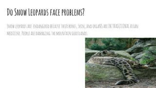 DoSnowLeopardsfaceproblems?
Snowleopardsare endangered becausetheirbones,skin,andorgaNSareINTRADITIONALAsian
medicine.Peoplearedamagingthemountaingrasslands.