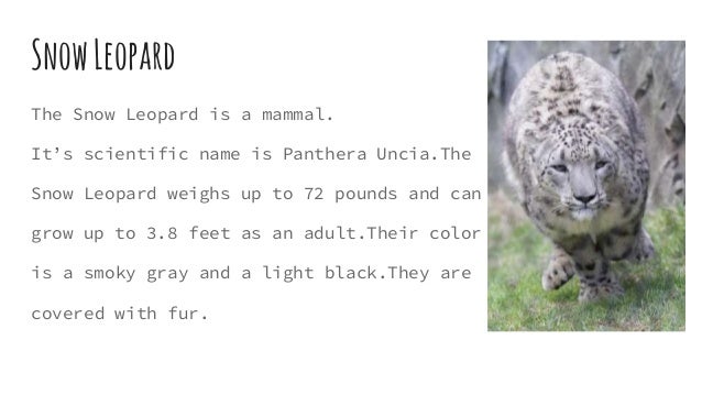 Snow leopards