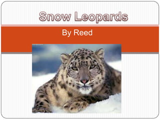 Snow Leopards By Reed  