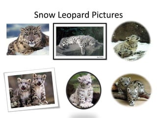 Snow Leopard Pictures