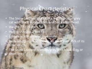 Physical Characteristics The Snow Leopard looks like a big, muscular, grey cat with black dots or lines and has a small head.Weight:77-120 lbsHeight: Around 2 feet tallFemale is 30% smaller than maleBody length is 30-50 inches; its tail is over 75% of its total lengthThe Snow Leopard is smoky grey with black dots or short lines                       