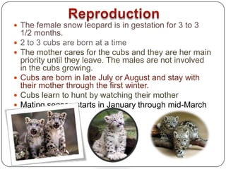 Snow leopards[1] | PPT