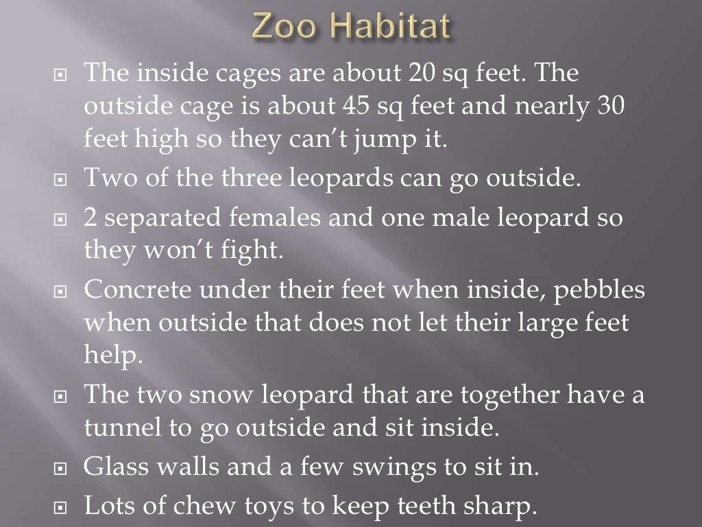 Snow leopards[1]
