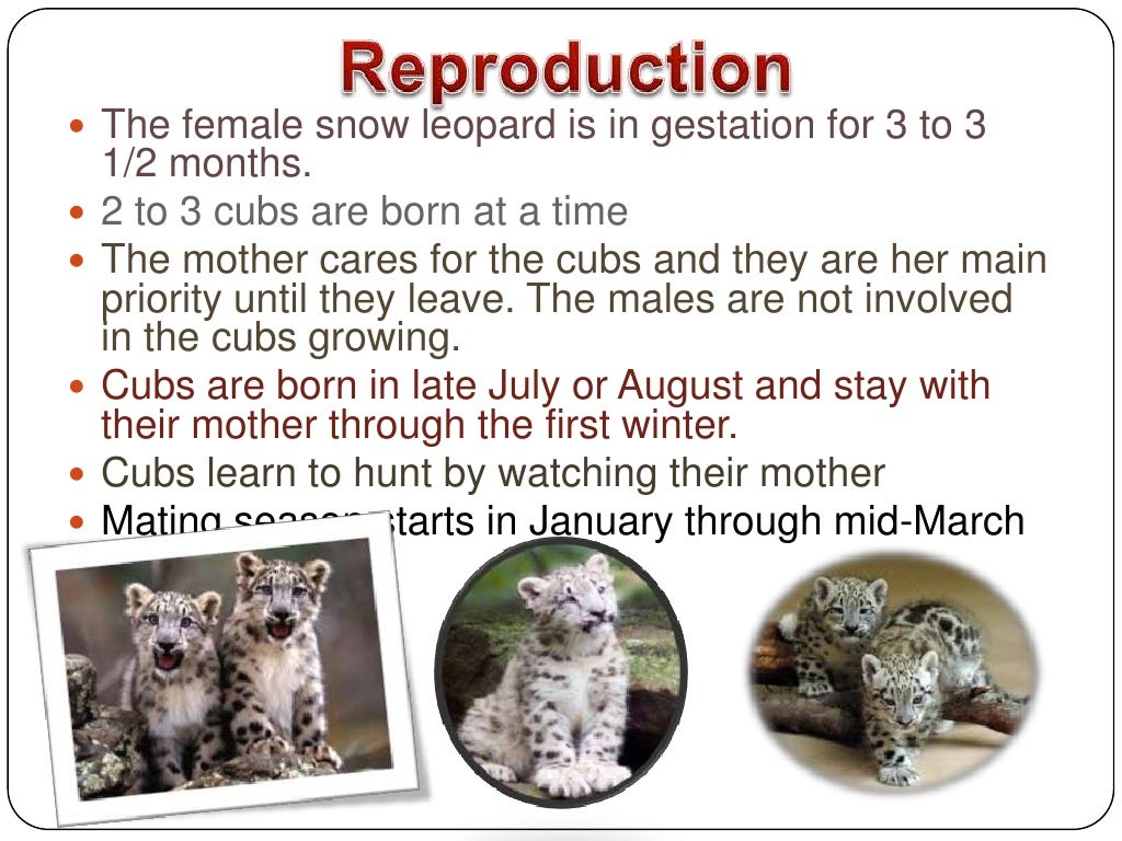Snow leopards[1]