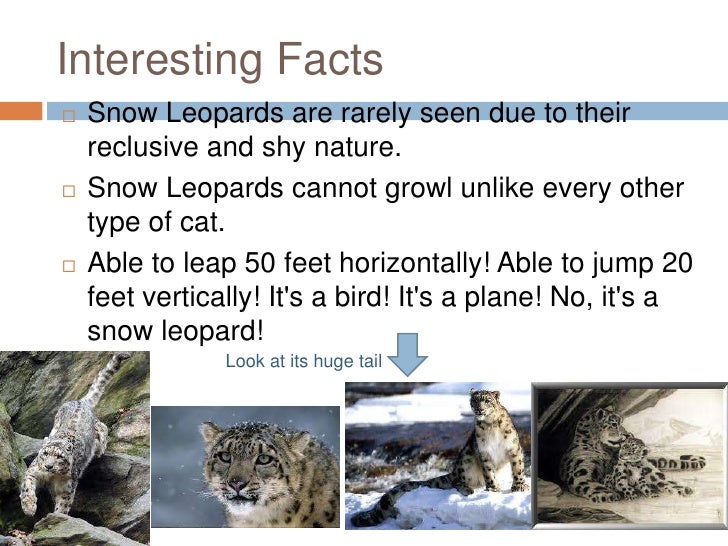 Snow leopards[1]
