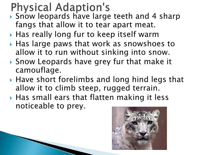 Snow leopards[1]