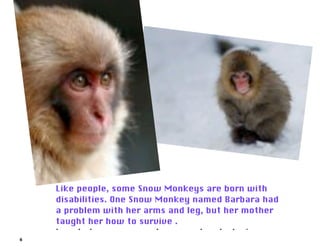 Snow Monkey Alle | PDF