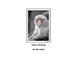 Snow Monkeys

 By Allie Mollo
 