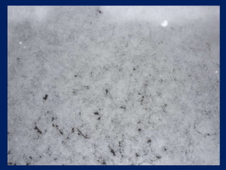 Snow On A Winter Night