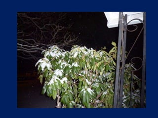 Snow On A Winter Night