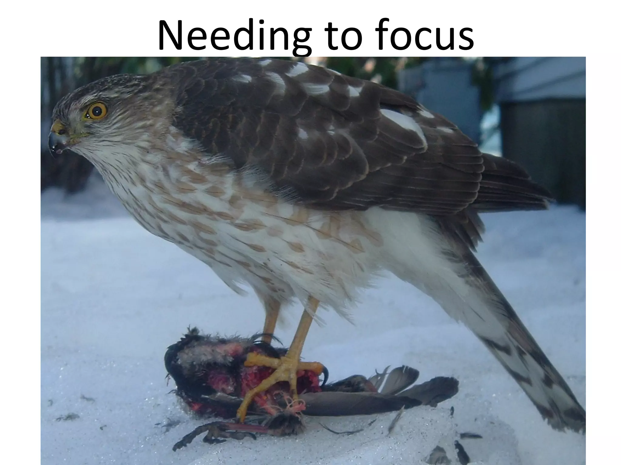 Needing to focus

 