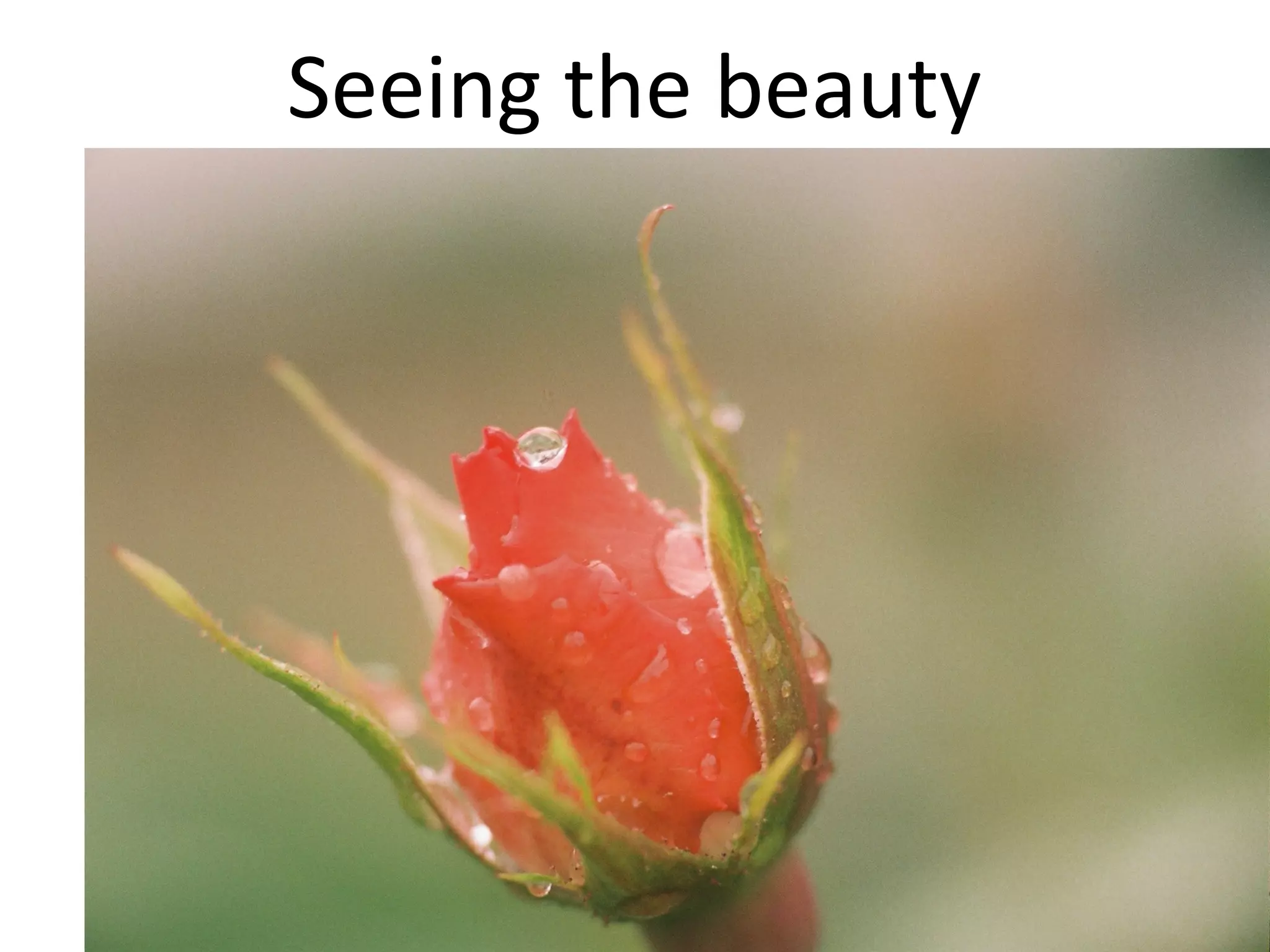 Seeing the beauty

 