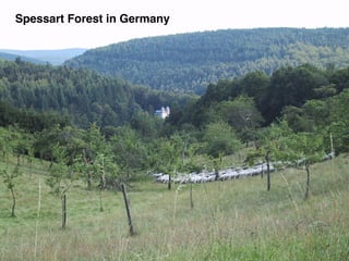 Spessart Forest in Germany
 