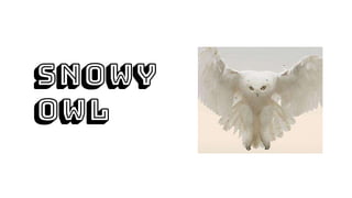 Snowy
owl
 