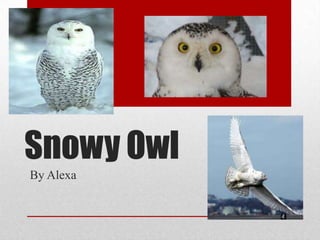 Snowy Owl
By Alexa

 