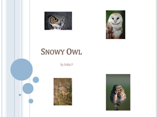 SNOWY OWL
By Nikki P
 